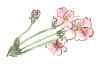 手書きの桜の花の水彩画