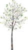 花水木の木　白（透過PNG）ZIPにEPSCS2版