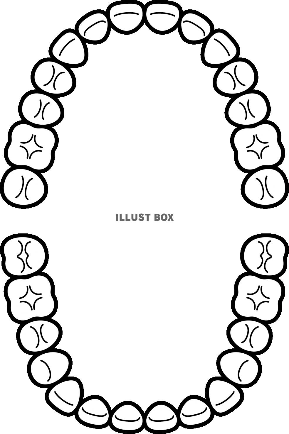 ヒトの歯列　歯科の図解 線画