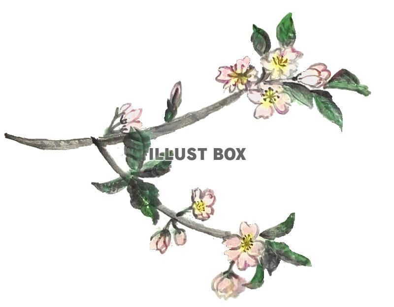 手書きの桜の花と枝の水彩画