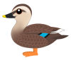 カルガモ（日本の野鳥）　透過PNG