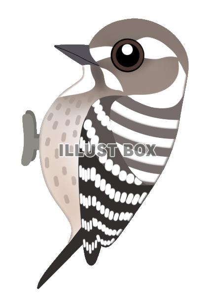 コゲラ（日本の野鳥）透過PNG