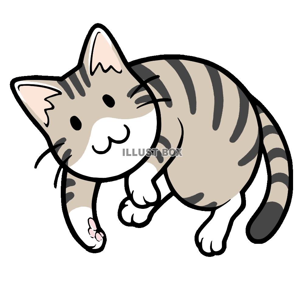 ごろんと転がってる猫　キジ白猫