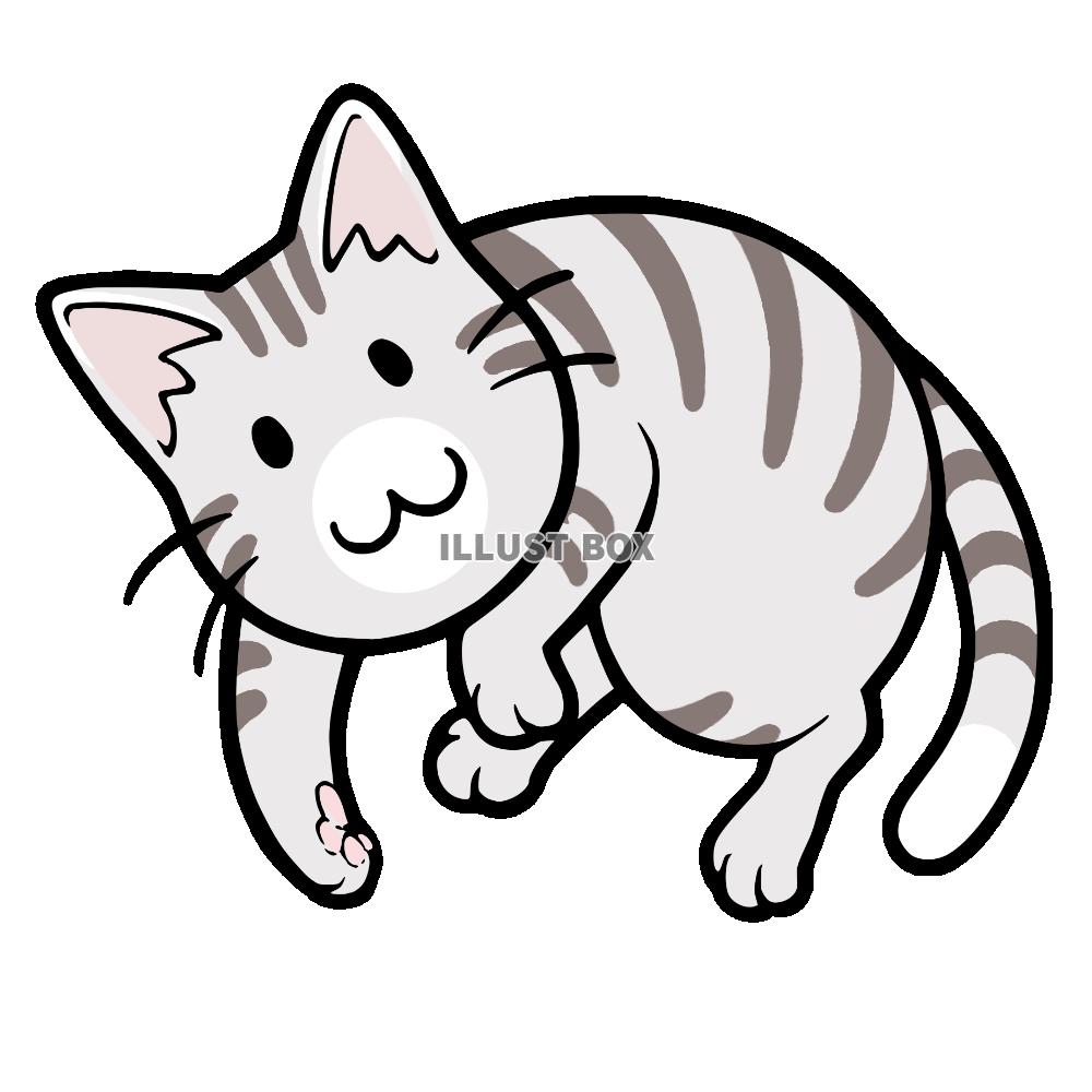ごろんと転がってる猫　サバ猫