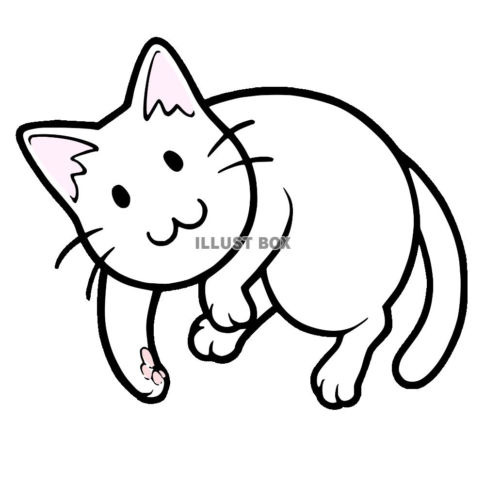 ごろんと転がってる猫　白猫