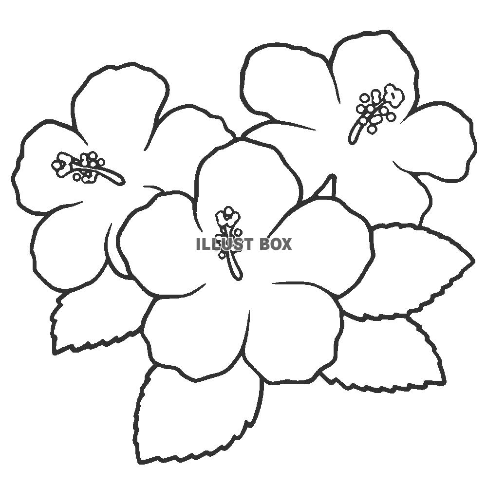 ハイビスカス３輪の線画