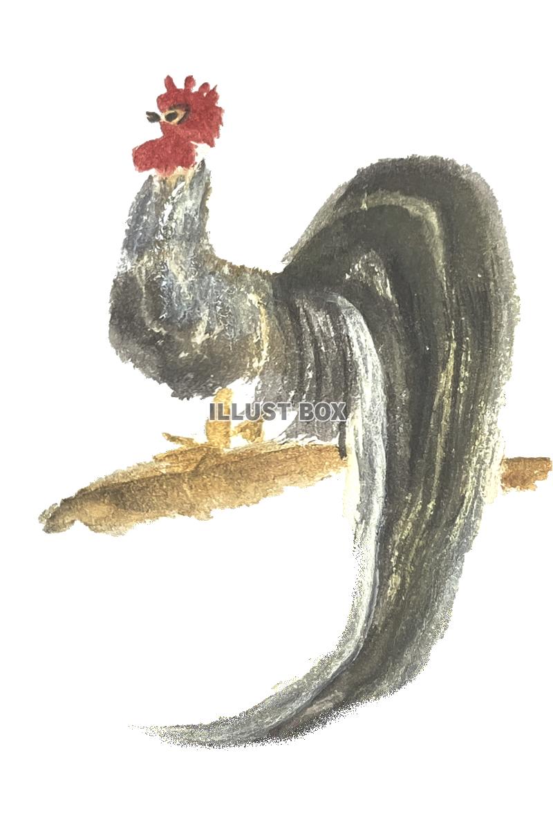 手書きの鶏の水彩画