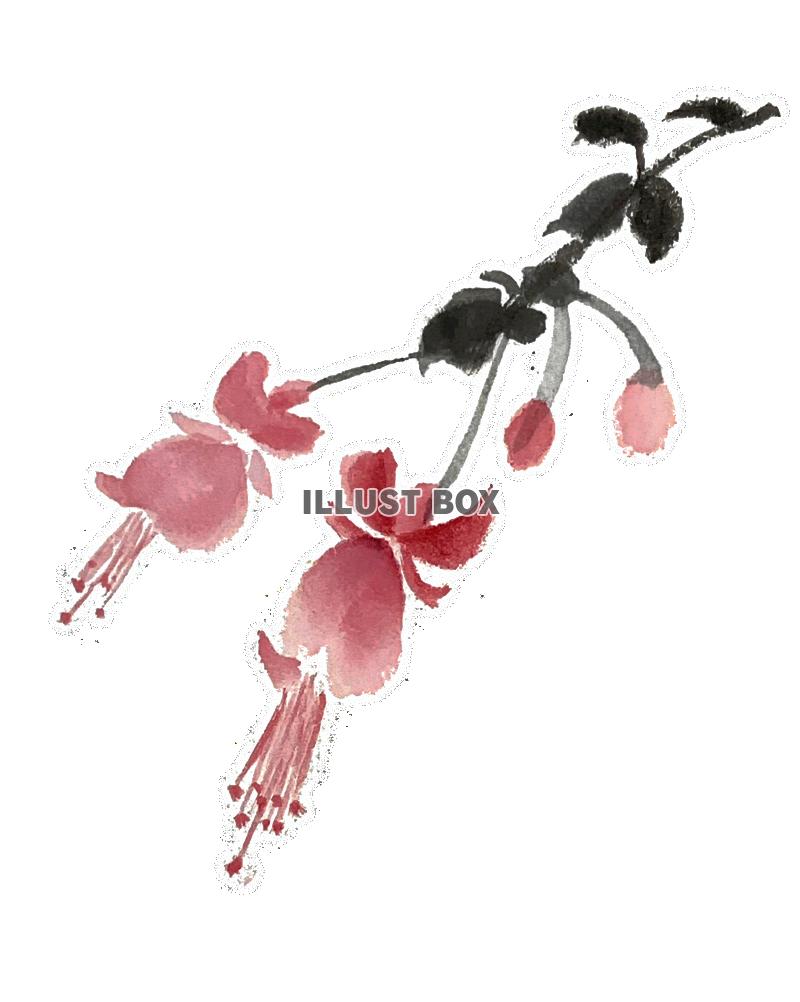 手書きのフクシアの花の水彩画