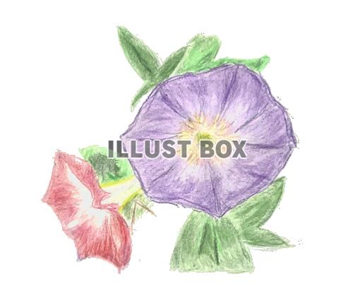 手描きの朝顔の花の色鉛筆画