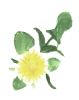 手描きのたんぽぽの花の水彩画