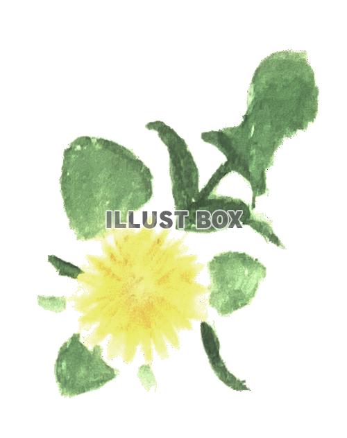 手描きのたんぽぽの花の水彩画