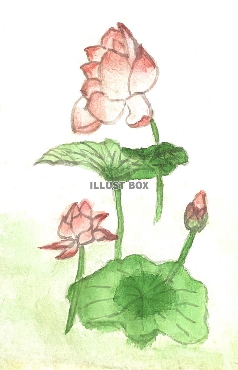 手描きの蓮の花の水彩画