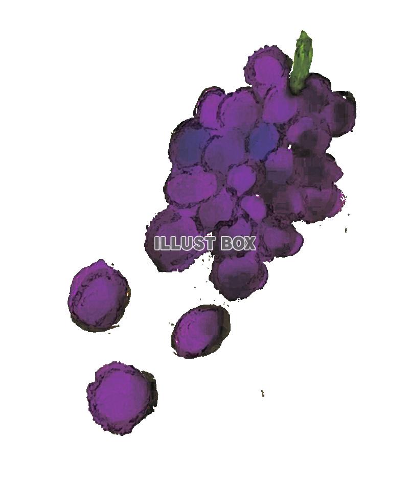 手描きのぶどうの水彩画