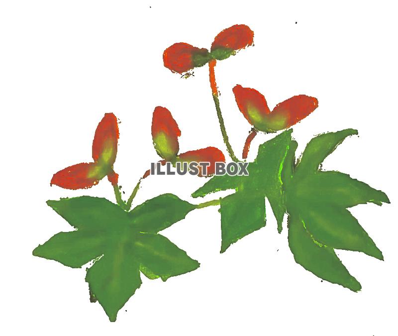 手描きのもみじの花の水彩画