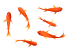 赤い金魚6匹セット②