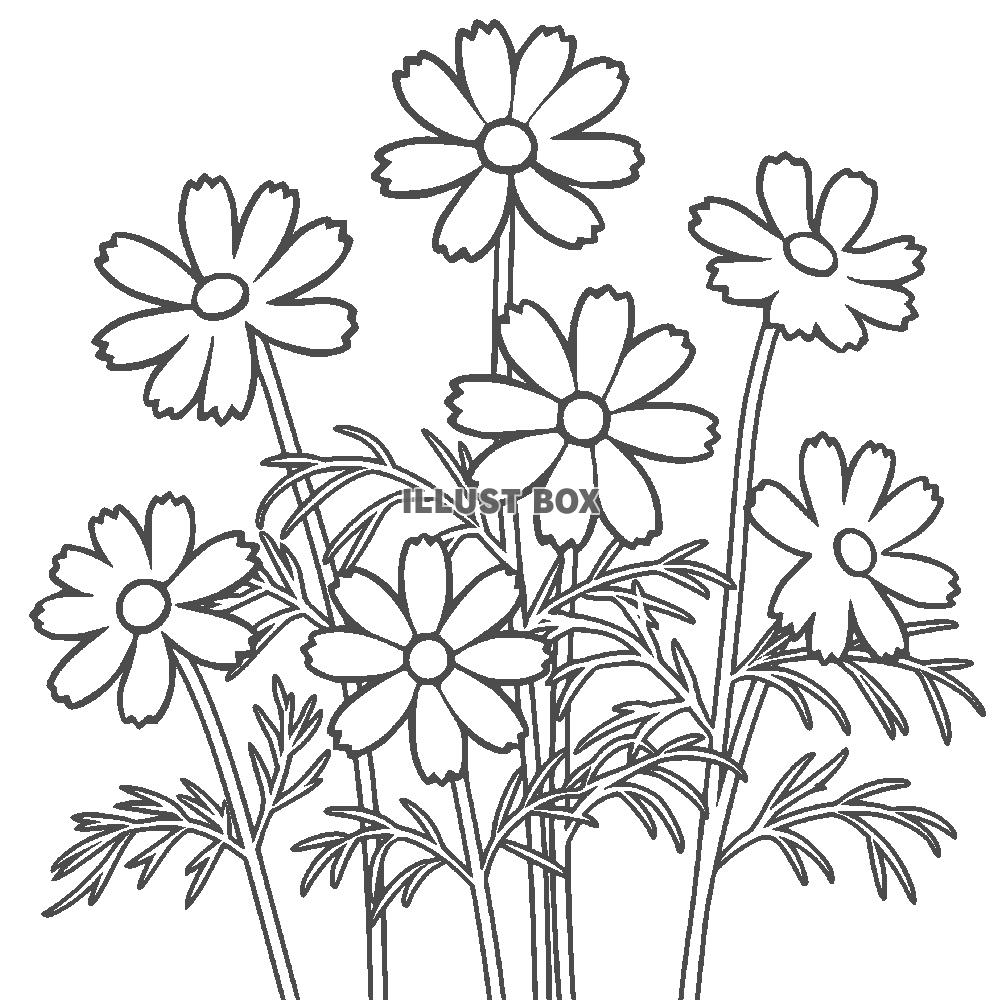 秋桜の線画