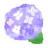紫のアジサイの花