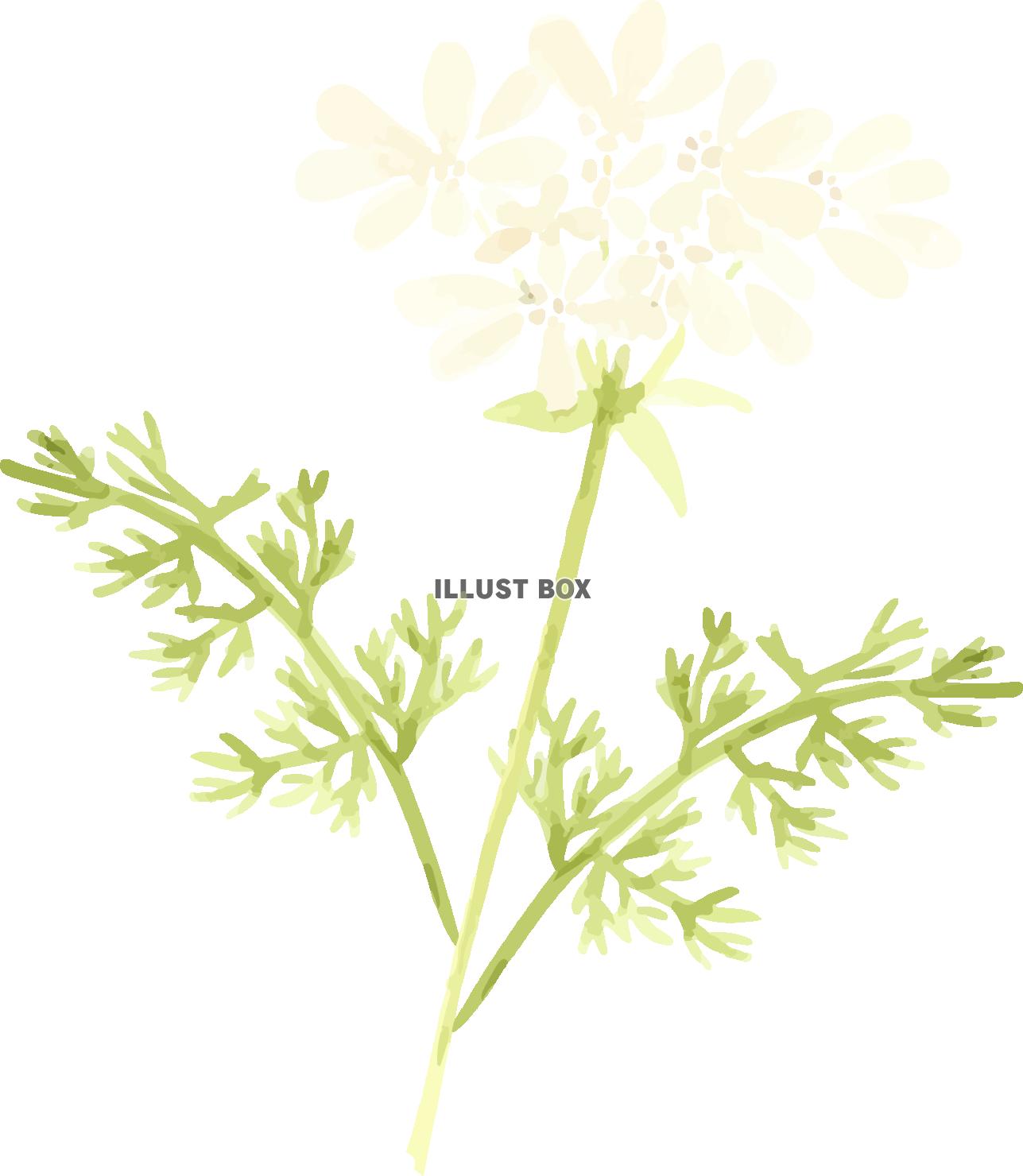 ピンク紫陽花と薔薇のアレンジシリーズ　イラスト２