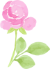 ピンク紫陽花と薔薇のアレンジシリーズ　イラスト３