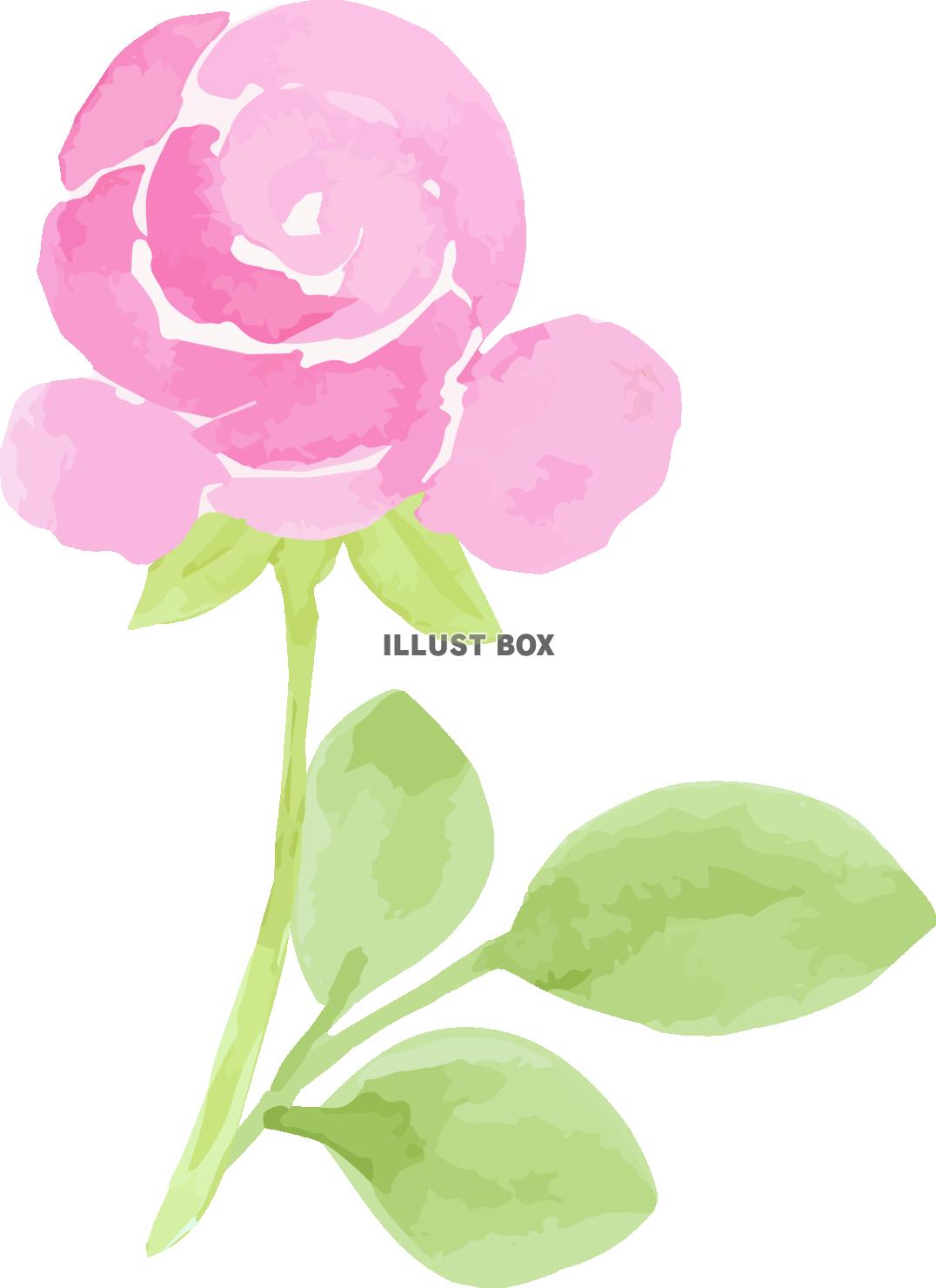 ピンク紫陽花と薔薇のアレンジシリーズ　イラスト３