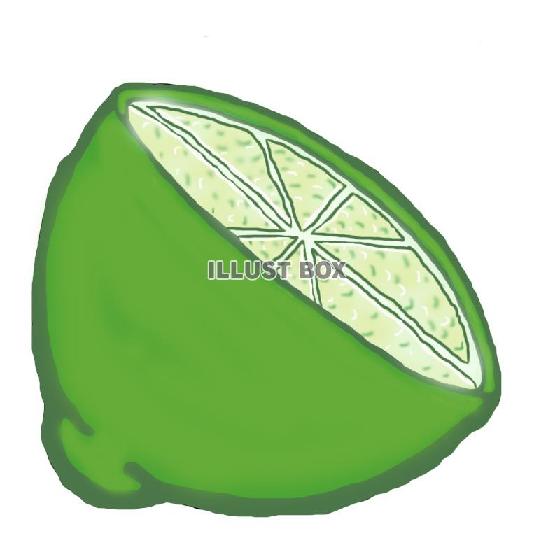 ライム(断面A)jpg