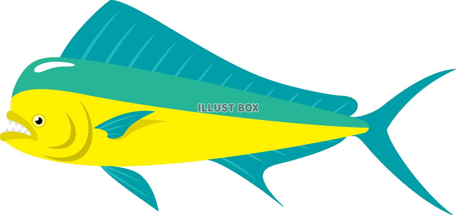 南洋の綺麗な大型魚のシイラ