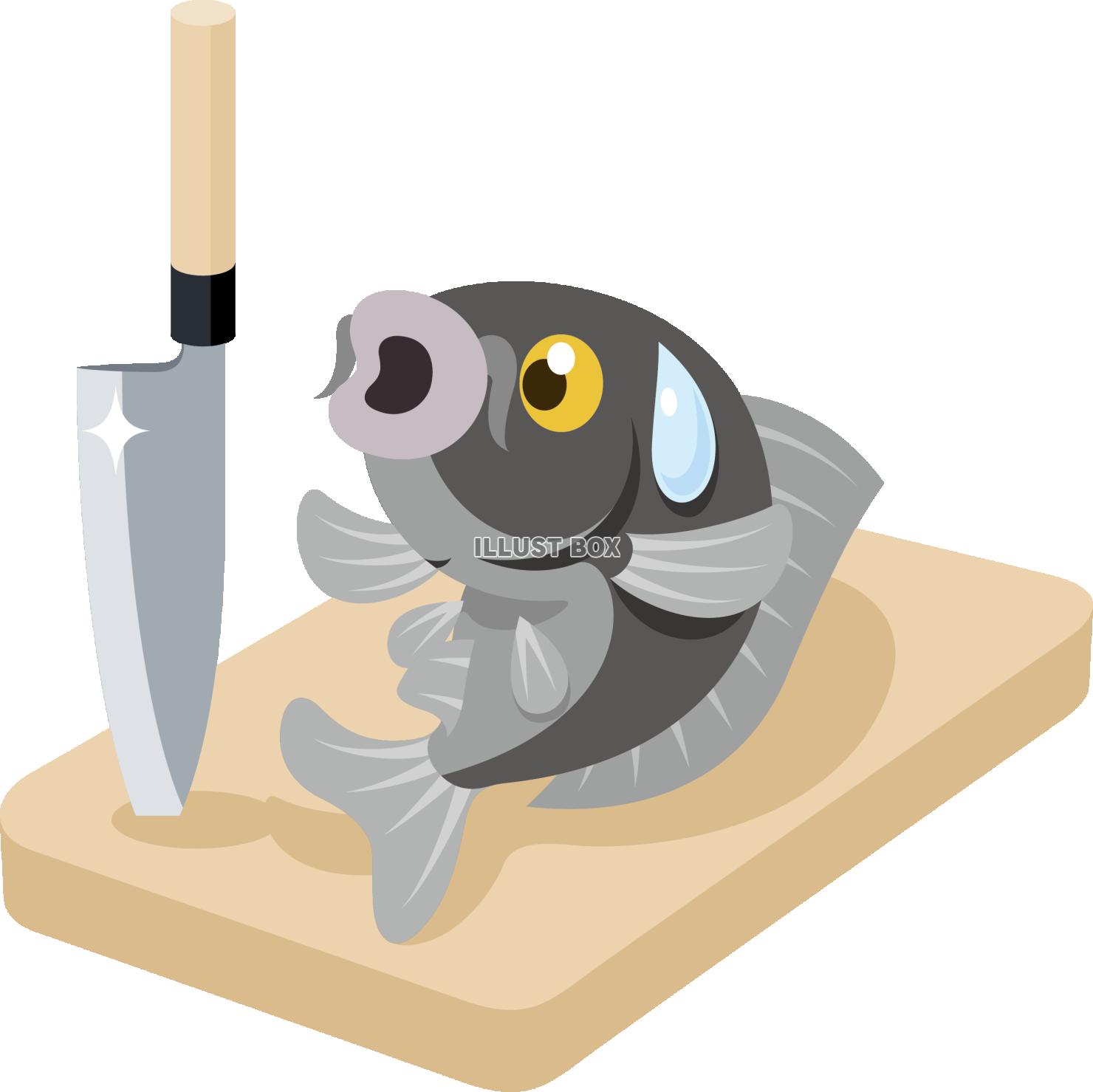 ことわざのイラスト化　まな板の上のコイ