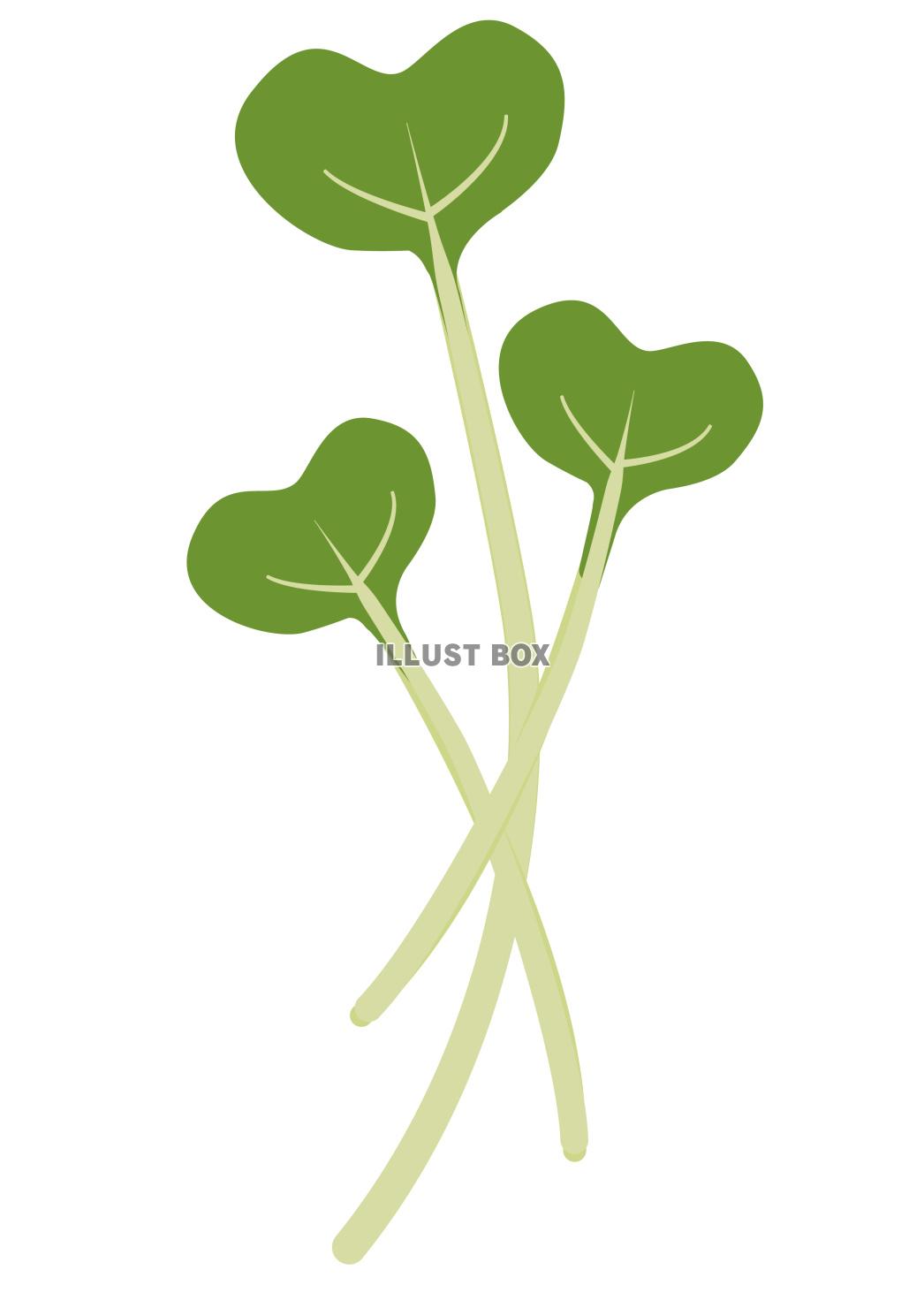野菜★かいわれ大根★付け合わせ