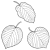 トサミズキの落ち葉の線画