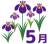 菖蒲の花の5月カレンダー見出し用イラスト