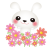 白うさぎコスモス