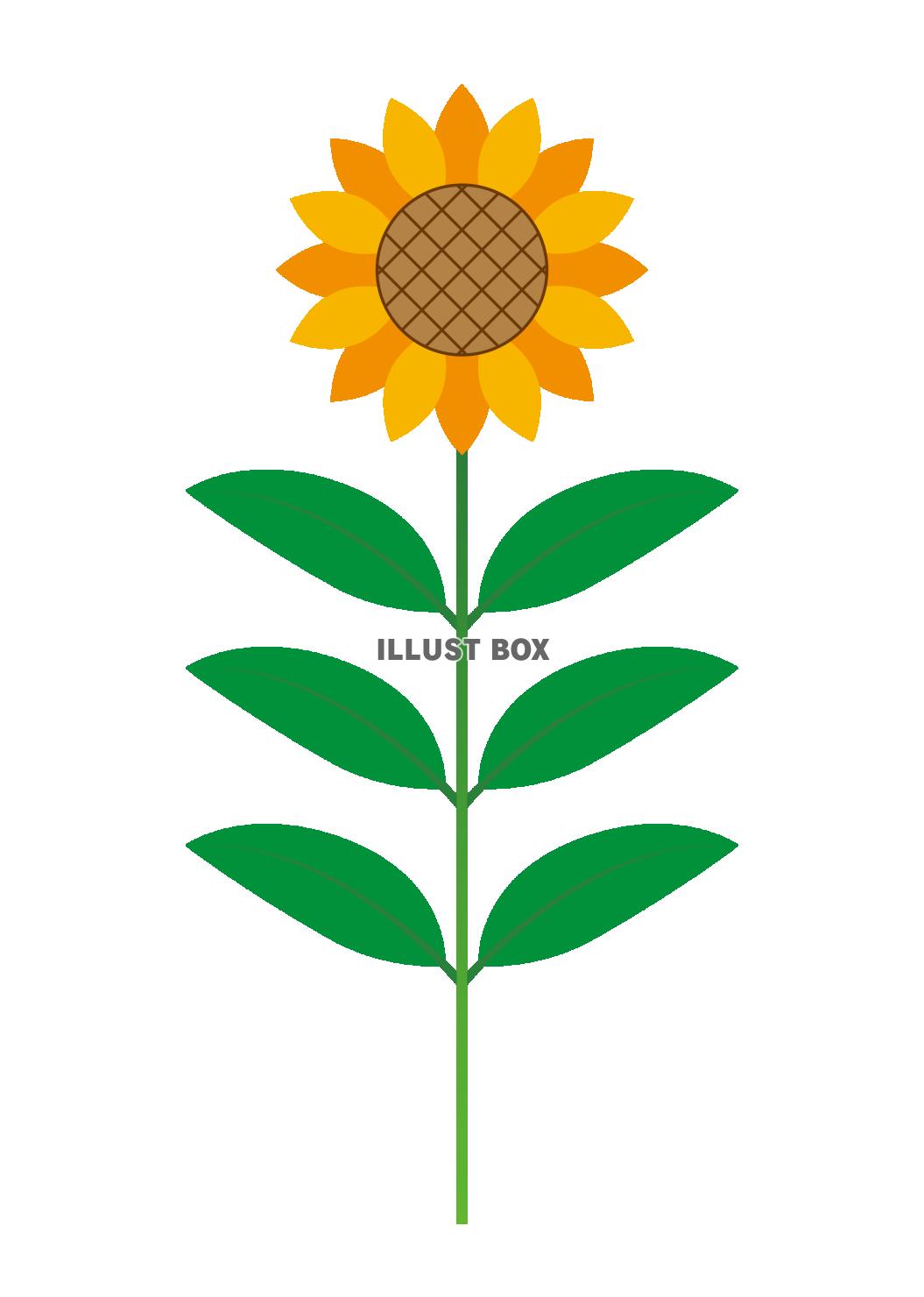 1_植物_夏・8月・花・ヒマワリ・全身