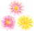 水彩の百日草