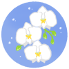 白い胡蝶蘭のイラスト(透過png)