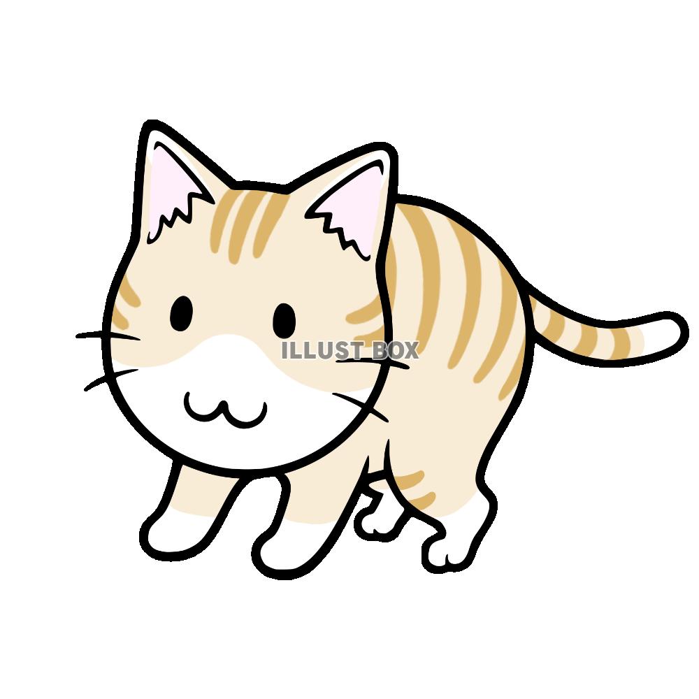遊びたそうにしている猫　茶トラ白猫