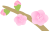 新春の梅