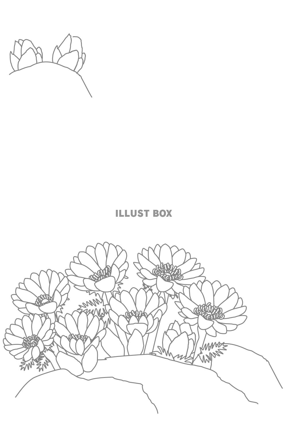 福寿草塗り絵(葉書サイズ)