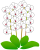 白い胡蝶蘭（洋ラン）のお花１