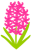 ヒヤシンスのお花（ピンク）