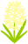 ヒヤシンスのお花（白）