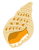 殻口がこちらに向いたシンプルなホラ貝(透過png)