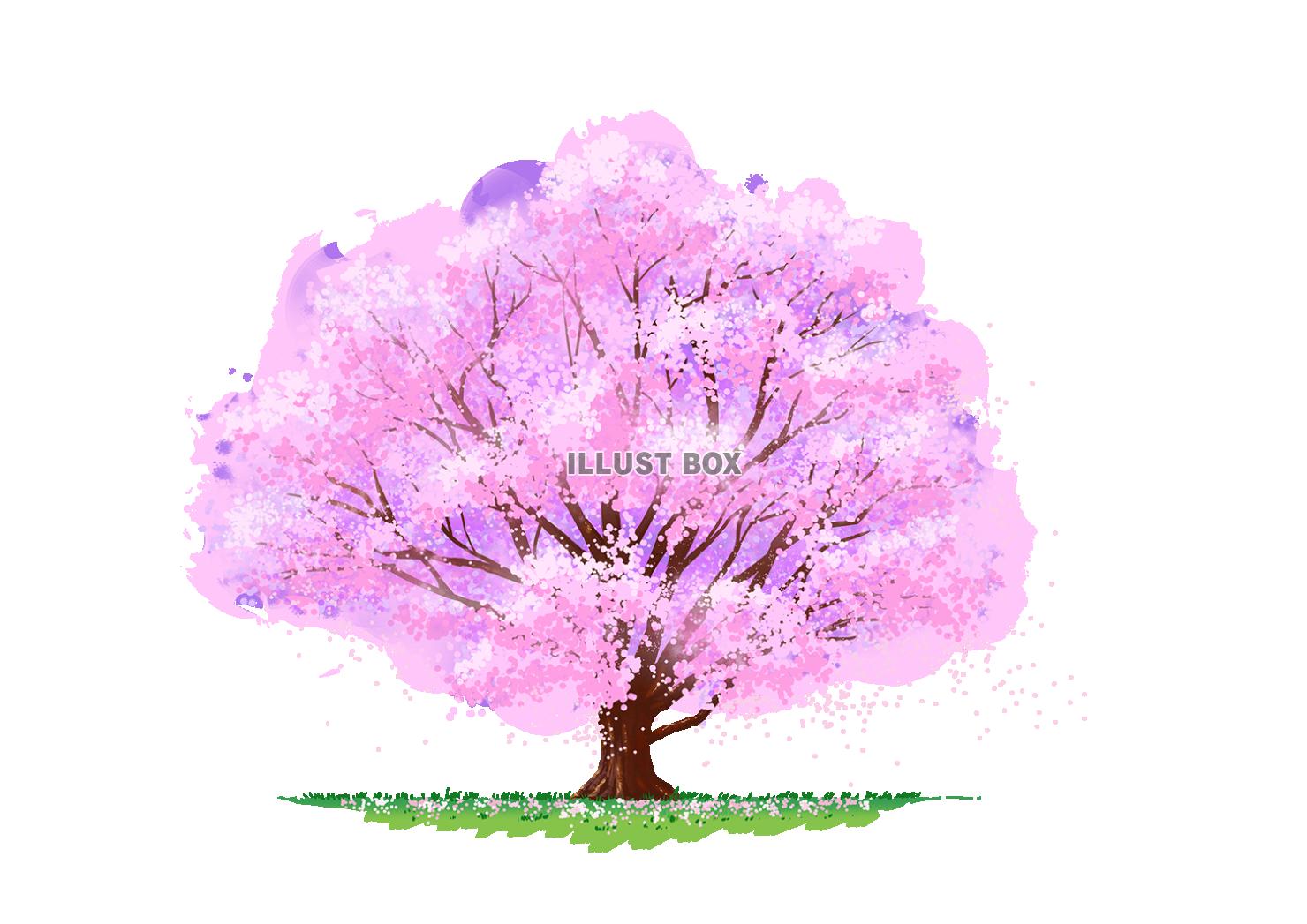春の樹木シリーズ～満開の桜の木