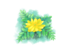 早春咲きのキンポウゲ科の花、福寿草