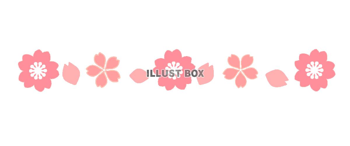 桜のライン　透過png