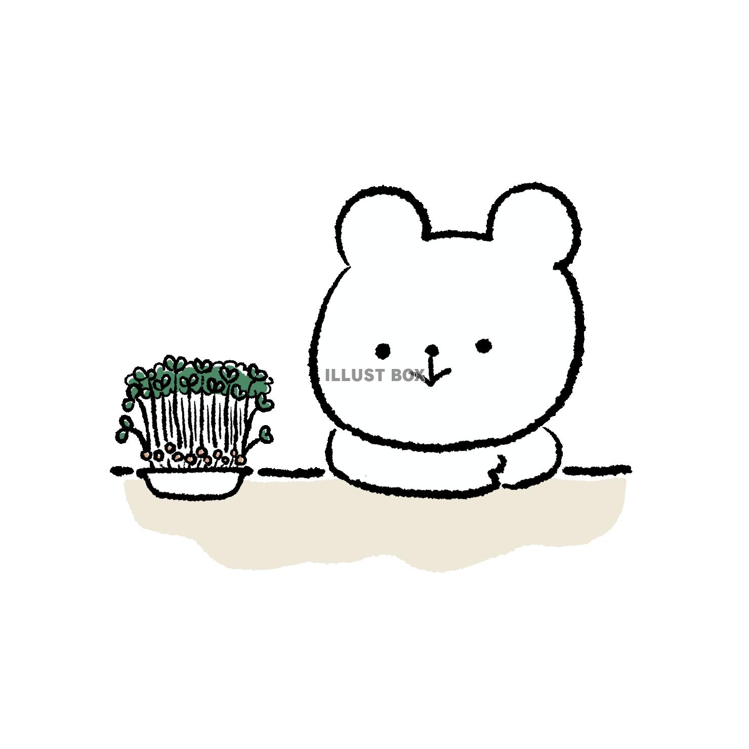 水耕栽培をするくま