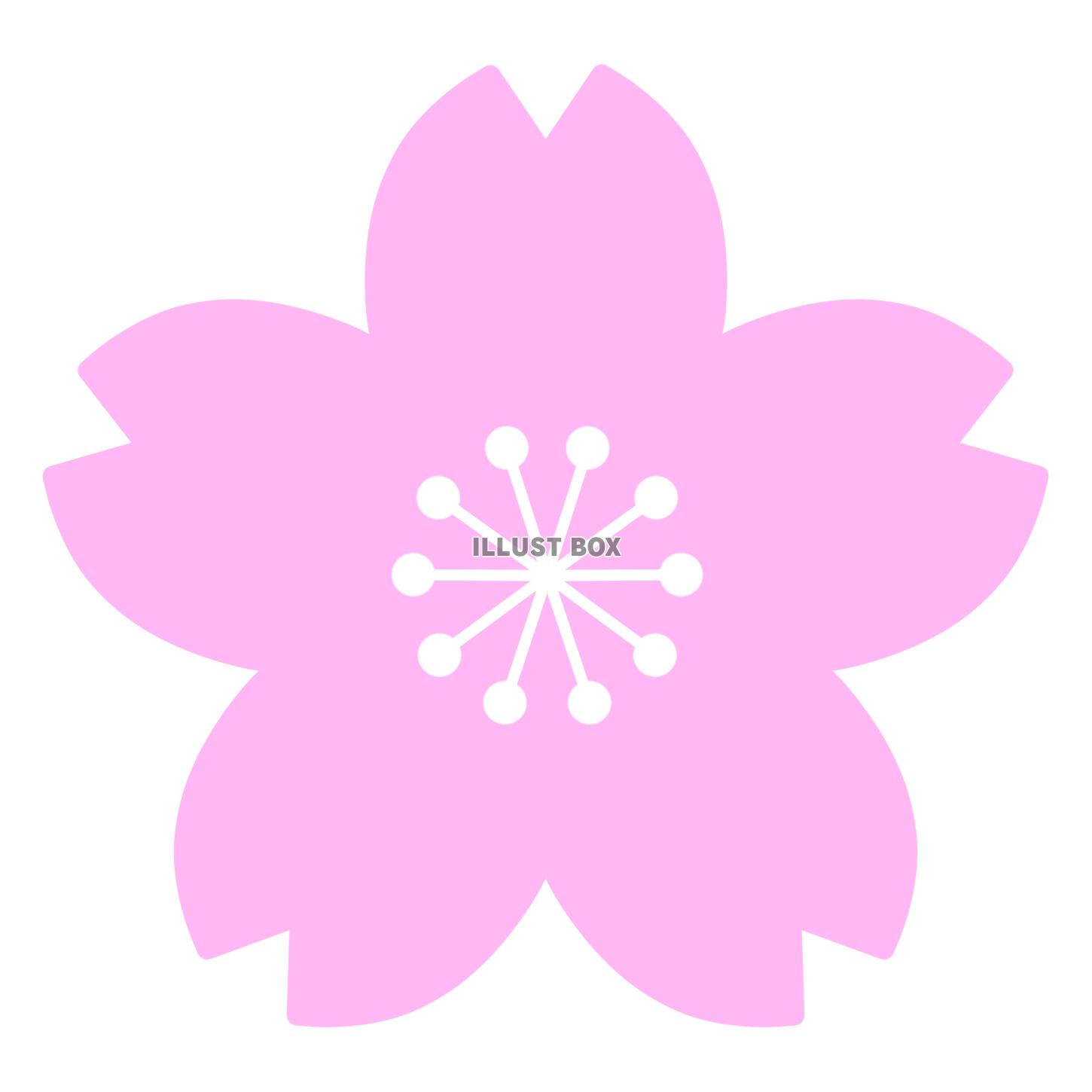 【桜の花】１　白背景jpeg