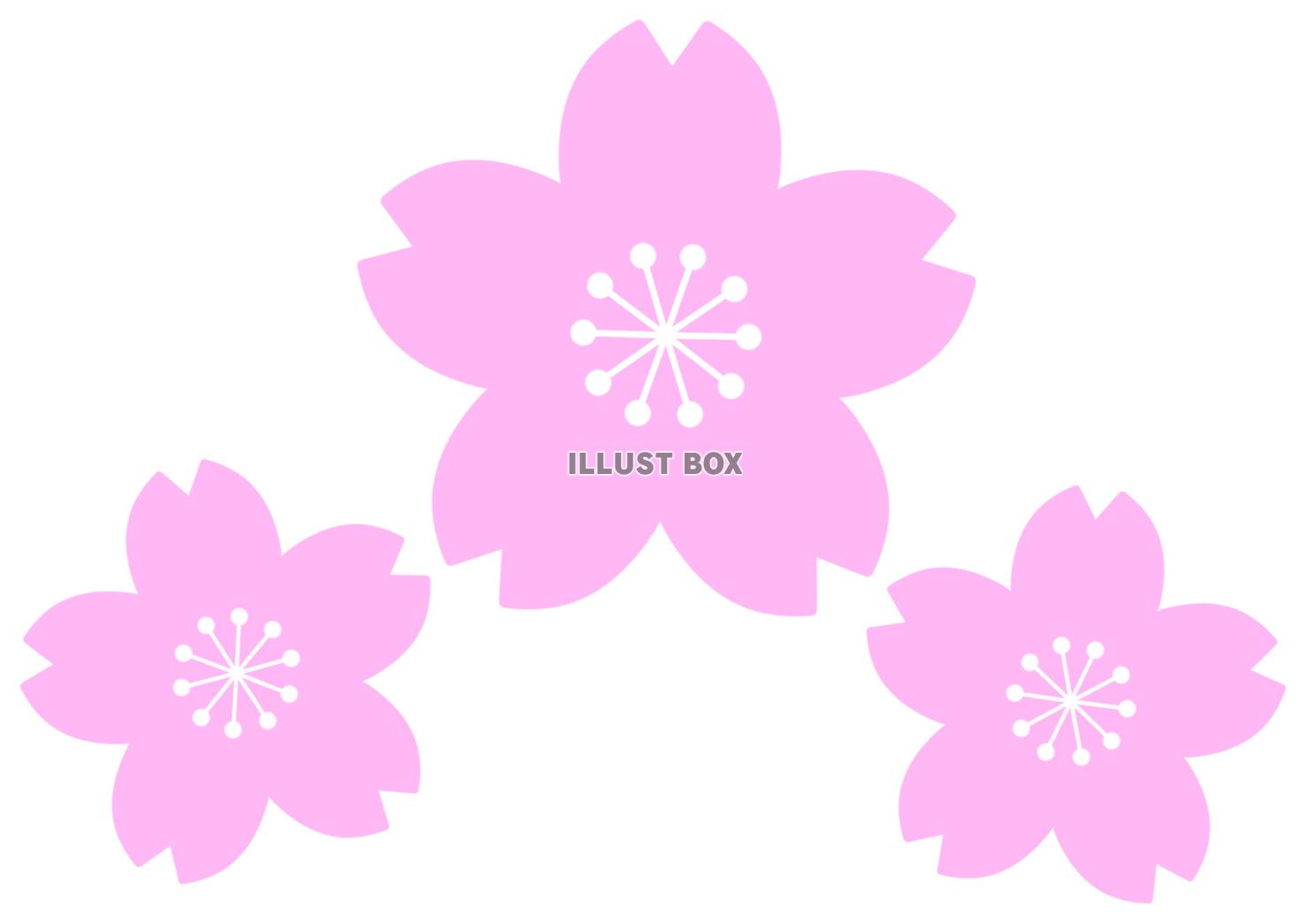 【桜の花】３　白背景jpeg
