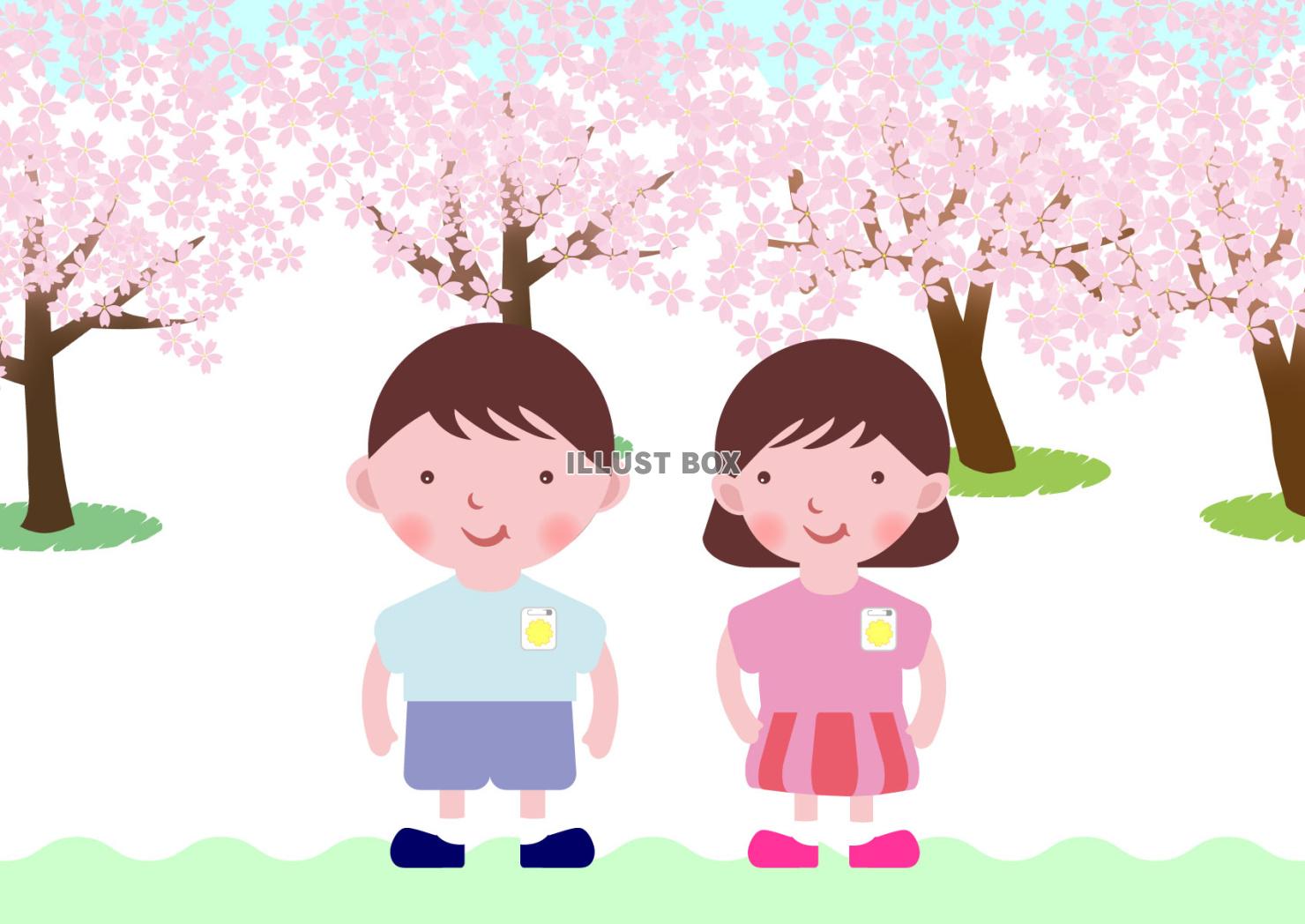 桜の花と幼稚園の男の子と女の子の園児
