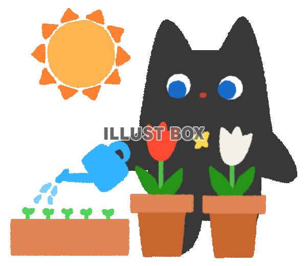 花壇に水やりをする黒猫