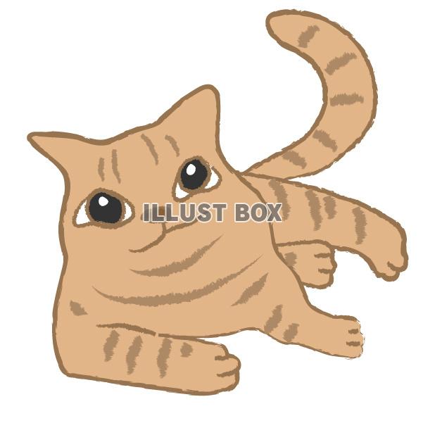 寝転がる猫